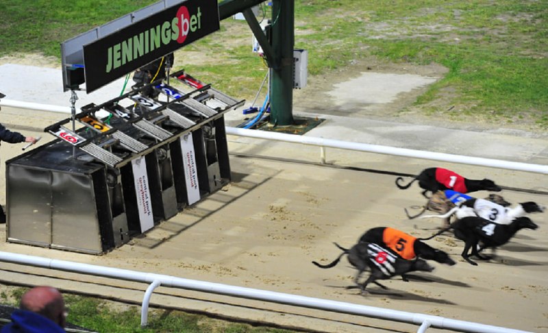 Greyhounds breaking from the traps at a UK racing track